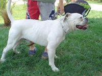 Carballea Popey of Demoniac Team