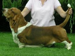 Dereheath Don Toro