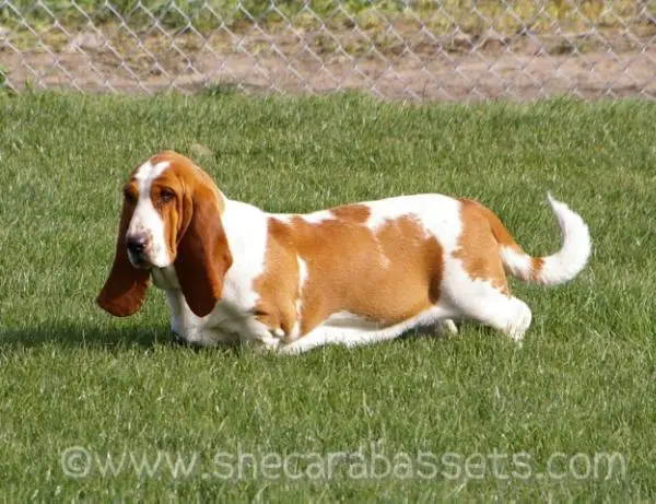 Shecara's Sweet Memory