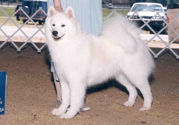 AM CH Wolf River's Seamist Cascade