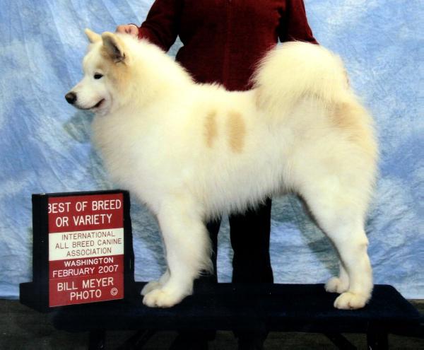 INT CH Cold Smoke's Diamond Dash