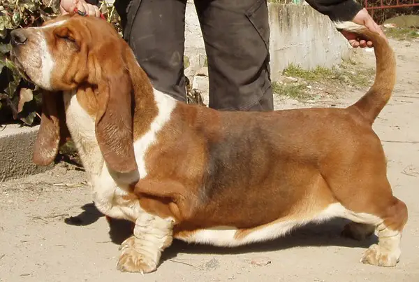 EXC Lemonade dei Due Briganti