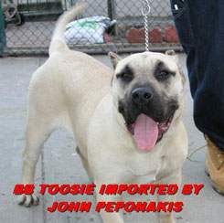 Toosie de Barnacan Bull (aka Bella I)