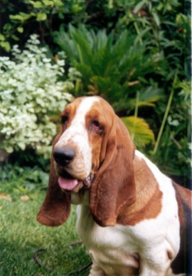 Csalai castle arabella