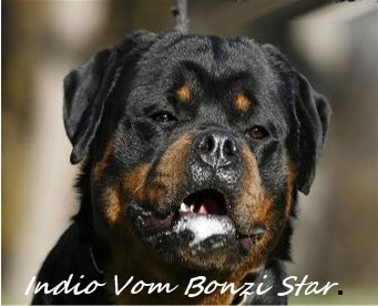 CH. OF SERBIA Indio Vom Bonzi Star
