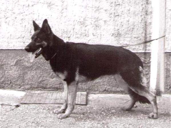 Kessy von der Jungfernbrücke