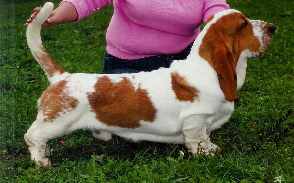 Grand Twintip Vanilla Sky