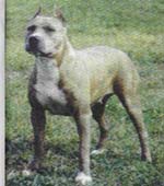 CACIB,R.CACIB,4XCAC Diamond Hard Cheri