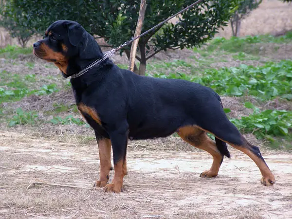 CINDY VON DER JANVARI