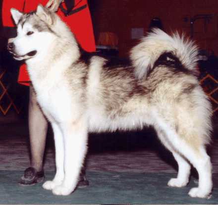 CAN CH Keikewabic Sledgerunner Iceman