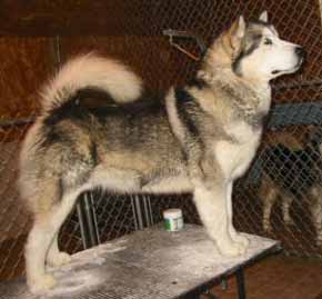 CAN CH Keikewabic's Ice Breaker