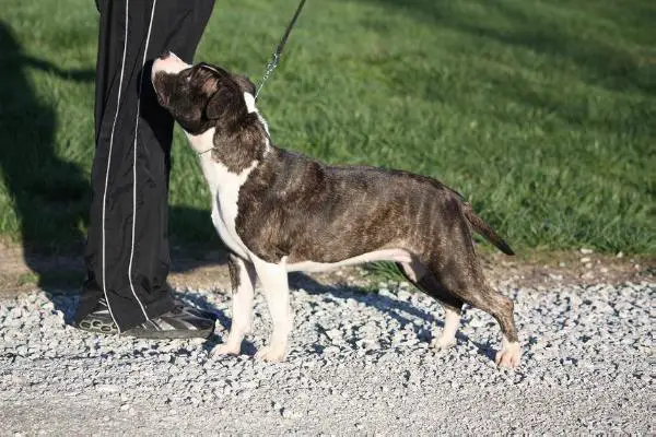 Sha-D Blue Meadowbrook Coco Chanel