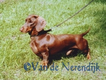 Atilla van de Nerendijk