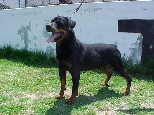 CAMP. MEX. T.T. Ken Alvarez Mex. Fci.