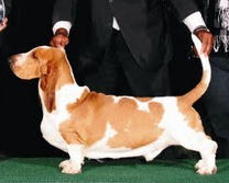 Brave Basset Mr Westminster