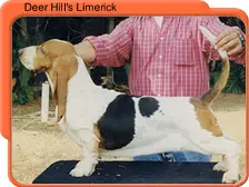 Deer hill's limerick