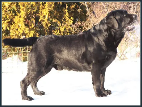 EUW,AM PL CH. Arlon HySpire Bohemian Ink