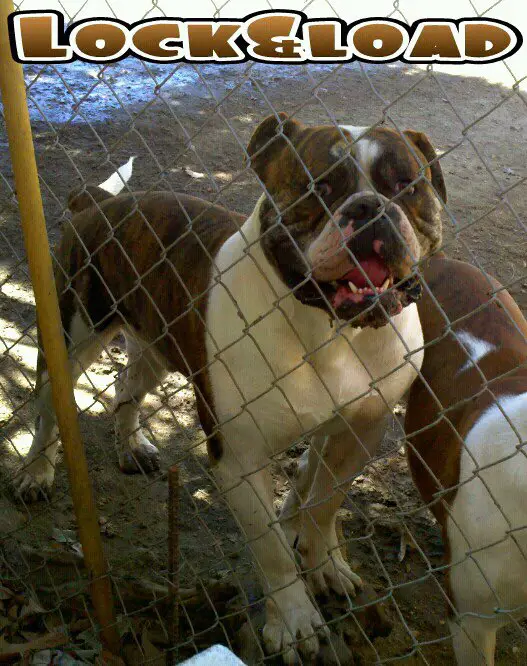 Fisher's Lock & Load