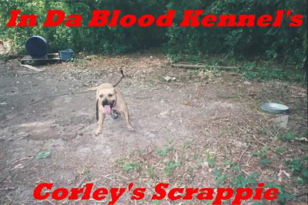 In Da Blood Kennels Corley's Scrappie