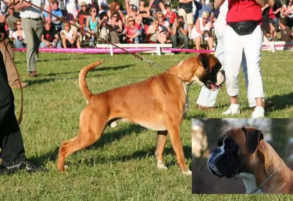 ATIBOX-JUGENDSIEGER wodan vavonabox