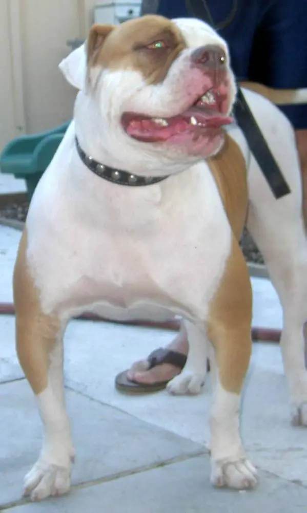 Valiente's Princess Quiara