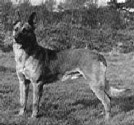 Marco 'Dhr. G.W. Janssen, Schinveld' (?)