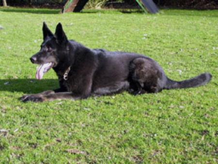 Cira vom Langemer Bach