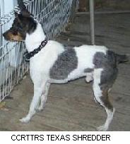 CCRTTRS Texas Shredder