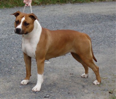 CH Know How Tipit Z Hanky