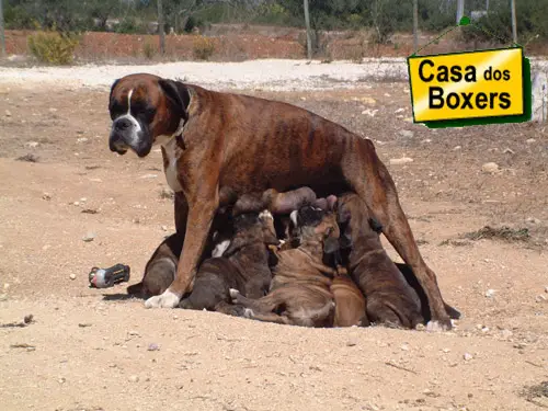 Atena de Aarõn del Tajo