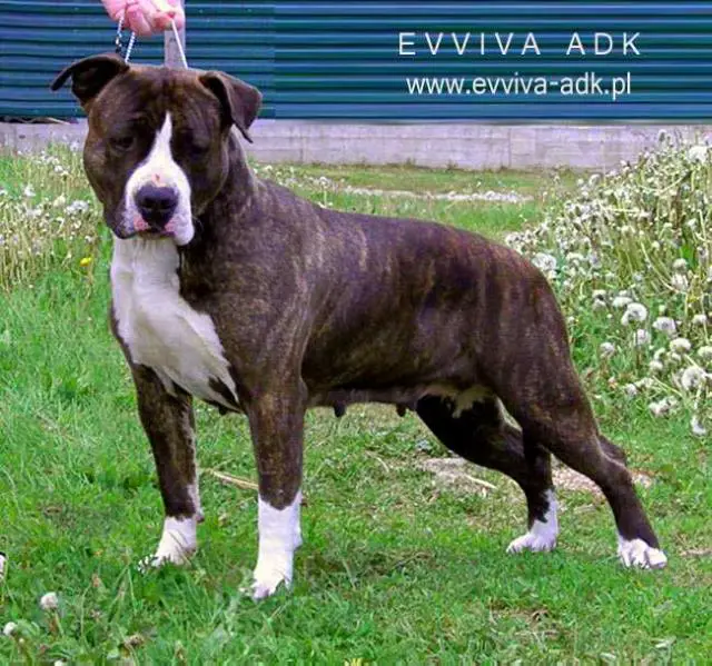 JCH Blr, CH breed Blr Kait Klassik Liberta for Evviva