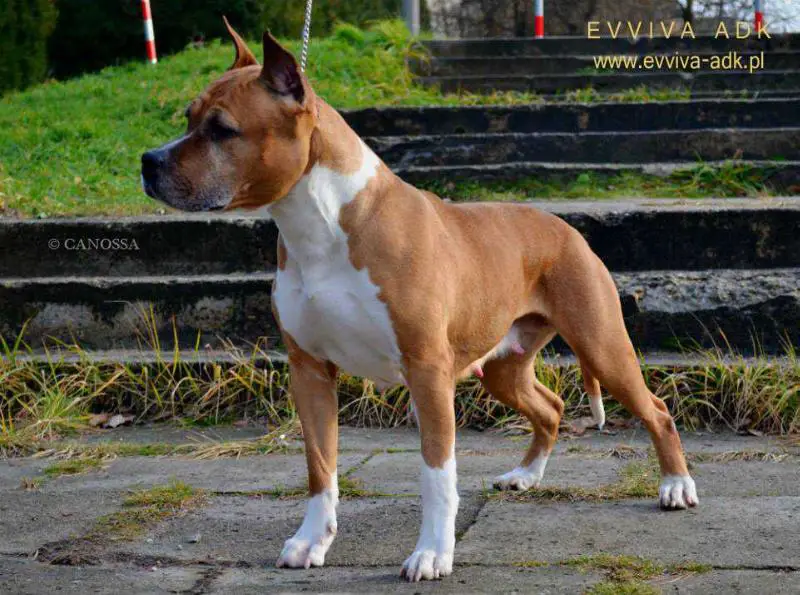 CH BLR/CH BREED Speranza Grande Zavetaya Mechta for EVVIVA ADK