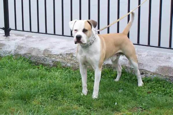 S GR CH Hank Von Schrom