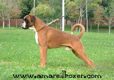 MULTI-CH Boxer Park Potter