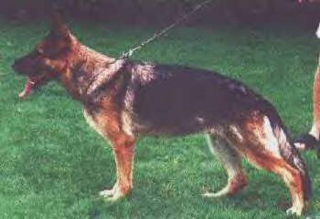 V Crümel vom Lippischen Norden