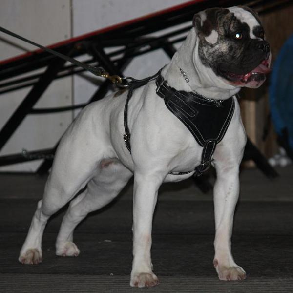 CH Bully Rascalz Slim Shady PH.42.33