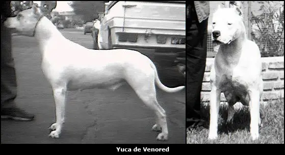 Yuca De Venored