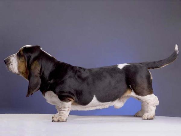 JCH RUS, CH RUS, RKF Basstrick's BETTER BE GOOD