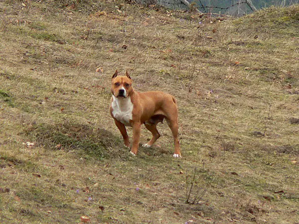 Pamella de Mandraka