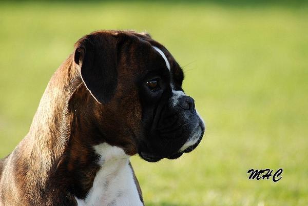 Cosi Fan Tutte des Laquets de Sencours
