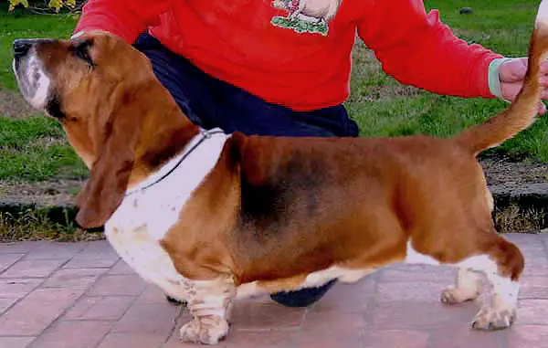 New Dandy Della Luna Caprese