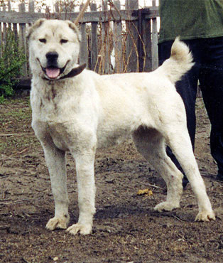Dzheyla
