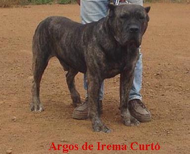 Argos de Irema Curto