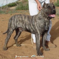 Vento de Irema Curto