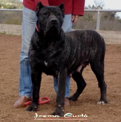 Sola de Irema Curto