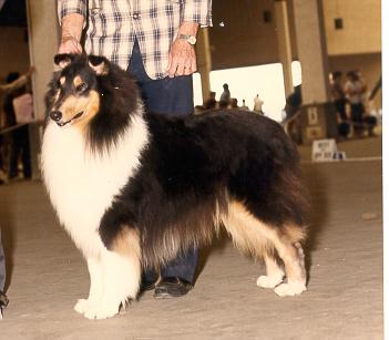 CH Lisara's Knighty Knight