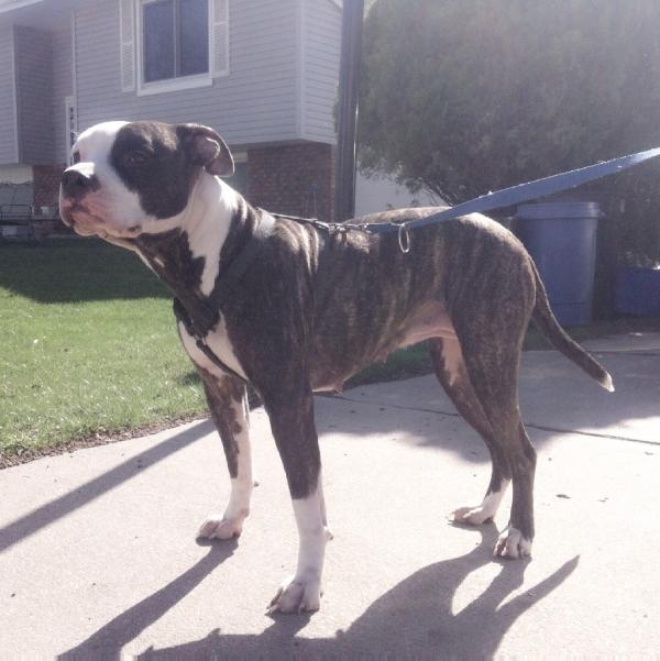 Blackshirt's Stormy of Douthit