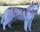 Chrisdon's Viclin Katie Didit