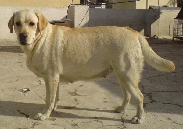 SANS CRAINTES STERLING LASS