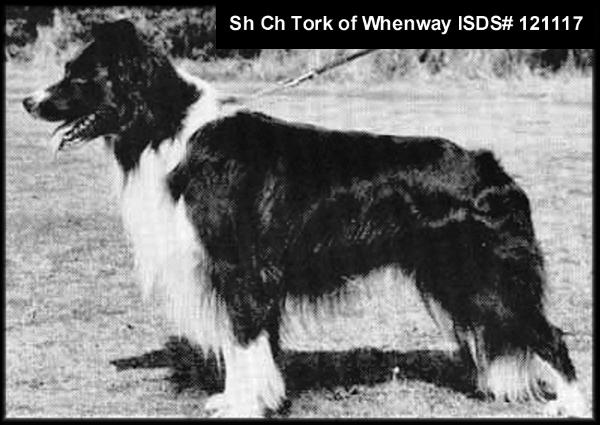 GB Sh Ch Tork of Whenway (ISDS 121117)